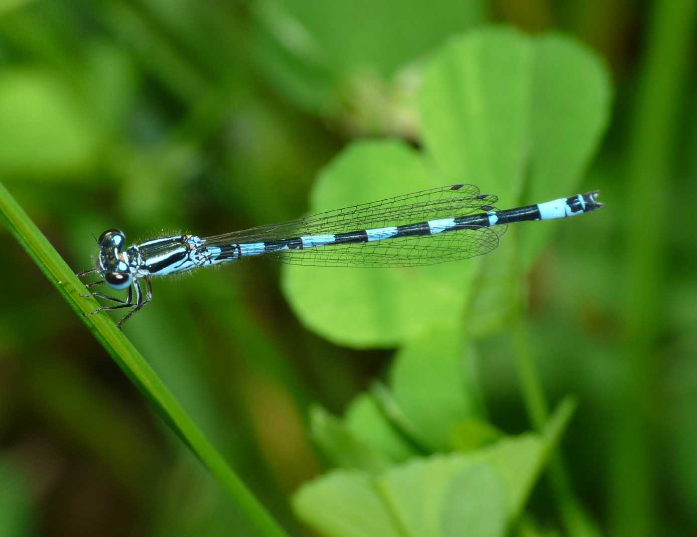 Coenagrion sp.? mercuriale castellani, maschio